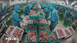 Переработка пангасиуса. Фото: ВИА