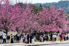 [Фото] Далат в упоительных красках цветения вишневых деревьев