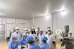 В общине Конкуонг провинции Нгеан акционерная компания лекарственного сырья Пумат разработала линейку продукции — экстракты паслёна трёхлопастного и гимнемы, соответствующие стандарту OCOP «4 звезды». (Фото: ВИА)