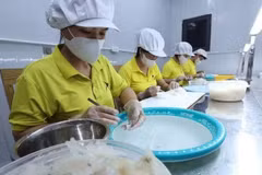 Предварительная обработка продукции из птичьих гнезд на ООО по производству и торговле ласточкиными гнездами «Сытхань» (община Ванлок, провинция Тханьхоа). (Фото: ВИА)