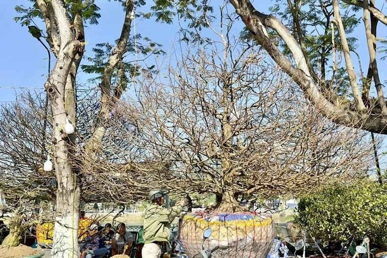 «Старик» в возрасте 60 лет продается по цене почти 220 000 долларов США на цветочном рынке Лонгсюен (город Лонгсюен, провинция Анжанг). Фото: ВИА «Старик» в возрасте 60 лет продается по цене почти 220 000 долларов США на цветочном рынке Лонгсюен (город Лонгсюен, провинция Анжанг). Фото: ВИА