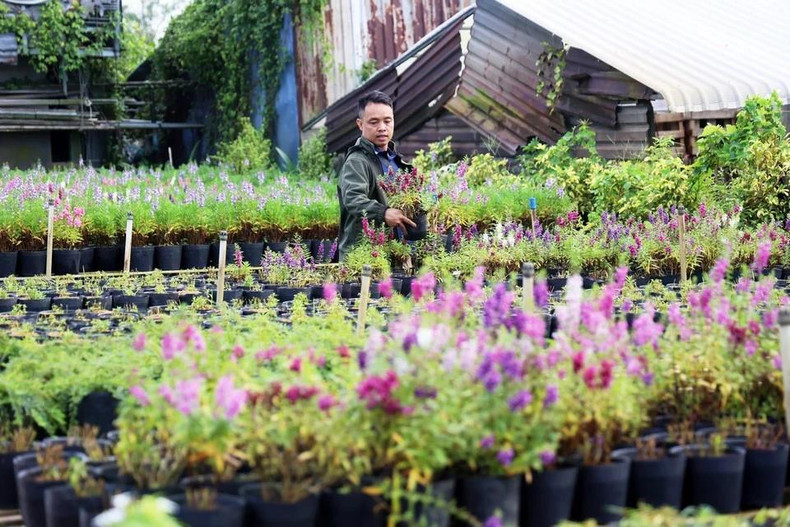 Цветовод из города Кантхо выбирает декоративные цветы для продажи во время празднования Лунного Нового года 2025. Фото: ВИA