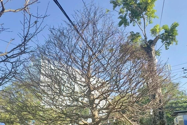 Еще одно возвышающееся желтое абрикосовое дерево высотой 5 метров стоит около 71 000 долларов США. Фото: ВИА Еще одно возвышающееся желтое абрикосовое дерево высотой 5 метров стоит около 71 000 долларов США. Фото: ВИА