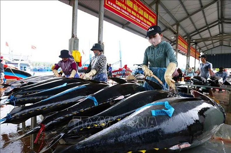 Тунец из провинции Биньдинь экспортируется в Китай, ЕС и США. Фото: ВИA Тунец из провинции Биньдинь экспортируется в Китай, ЕС и США. Фото: ВИA