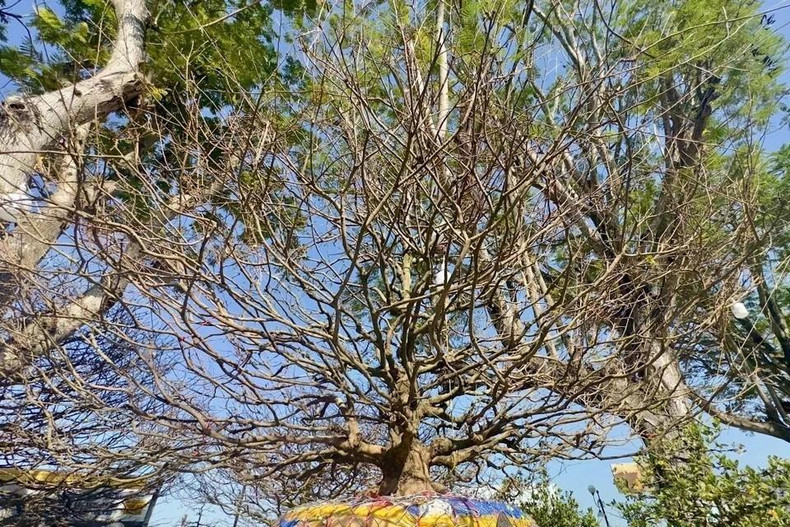 Цена этого абрикосового дерева составляет почти 220 000 долларов США. Фото: ВИА Цена этого абрикосового дерева составляет почти 220 000 долларов США. Фото: ВИА