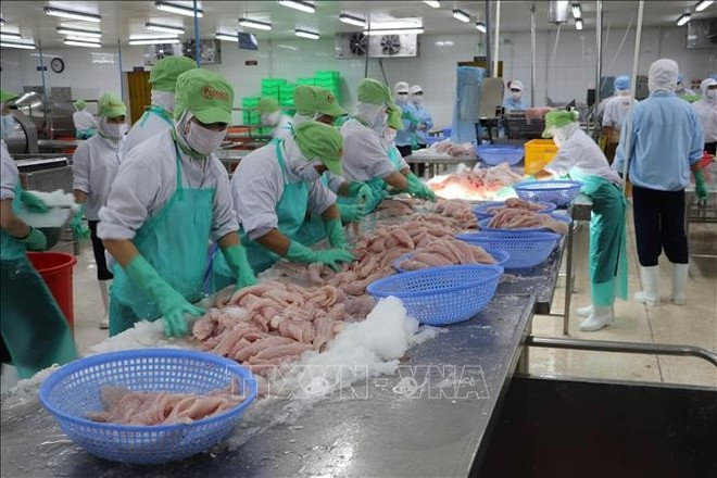 Рабочие обрабатывают рыбу для экспорта. Фото: ВИA Рабочие обрабатывают рыбу для экспорта. Фото: ВИA