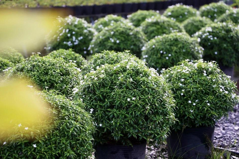 В горшках с цветами-колокольчиками начинают распускаться белые цветы, готовые к празднованию Лунного Нового года 2025. Фото: ВИА