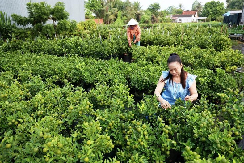 Ле Тхи Нгок Фыонг (в синем), владелица декоративной фермы в Шадеке, ухаживает за горшками с кумкватами в преддверии праздника Тэт. Фото: ВИА