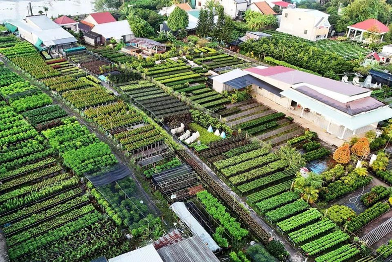 Декоративные цветочные сады в цветочной деревне Шадек за месяц до праздника Тэт. Фото: ВИA