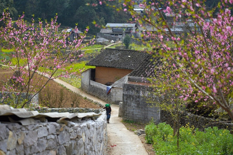Весенние цветы придают яркие краски величественному карстовому плато Донгван. Фото: ВИA Весенние цветы придают яркие краски величественному карстовому плато Донгван. Фото: ВИA