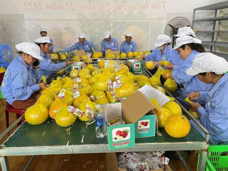 Красный помело Хоабинь.