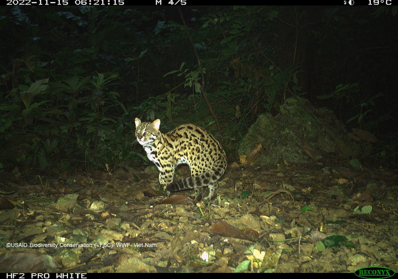 Бенгальская кошка (Prionailurus bengalensis), пойманная фотоловушками в национальном парке Кукфыонг в 2022 году. Бенгальская кошка (Prionailurus bengalensis), пойманная фотоловушками в национальном парке Кукфыонг в 2022 году.