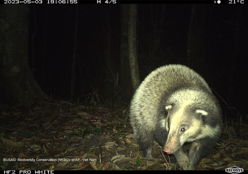 Фотоловушки в национальном парке Вукуанг поймали барсука (Arctonyxcollis) в 2023 году. Фотоловушки в национальном парке Вукуанг поймали барсука (Arctonyxcollis) в 2023 году.