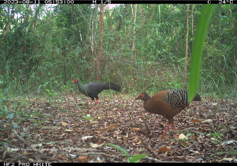 Пара сиамских лофур (Lophura diardi), снятых фотоловушками в Заповеднике видов и среды обитания слонов Куангнам в 2023 году. Пара сиамских лофур (Lophura diardi), снятых фотоловушками в Заповеднике видов и среды обитания слонов Куангнам в 2023 году.