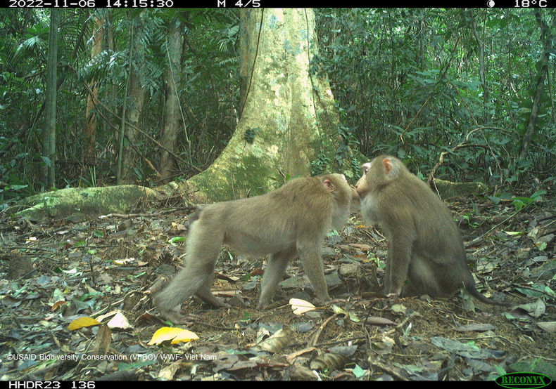 Две северные свинохвостые макаки (Macaca leonine), пойманные фотоловушками в заповеднике Хыонгхоа-Дакронг в 2022 году. Две северные свинохвостые макаки (Macaca leonine), пойманные фотоловушками в заповеднике Хыонгхоа-Дакронг в 2022 году.