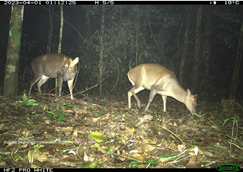 Два мунтжака чыонгшон (Muntiacus truongsonensis) были пойманы фотоловушками в национальном парке Шонгтхань в 2023 году. Два мунтжака чыонгшон (Muntiacus truongsonensis) были пойманы фотоловушками в национальном парке Шонгтхань в 2023 году.