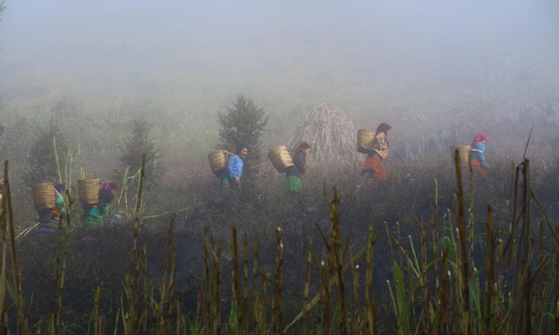 Выращивание кукурузы – традиционное и популярное занятие жителей каменного плато Донгван, в целом, и жителей деревни Шаоха, в частности. Их основное блюдо – «менмен», что означает кукурузный рис.