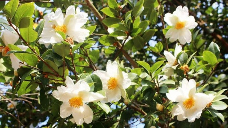 Фестиваль «Камелия масличная» состоится в декабре 2023 года. Фестиваль «Камелия масличная» состоится в декабре 2023 года.