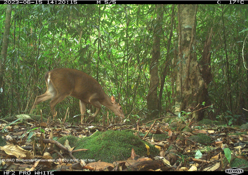 Гигантский мунтжак (Muntiacus vuquangensis) был сфотографирован фотоловушкой в национальном парке Вукуанг в 2023 году. Гигантский мунтжак (Muntiacus vuquangensis) был сфотографирован фотоловушкой в национальном парке Вукуанг в 2023 году.