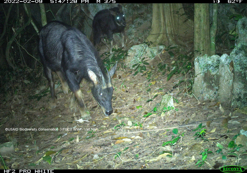 Фотоловушки в национальном парке Фонгня-Кебанг запечатлели суматранского серау (Capricornis milneedwardsii) в 2022 году. Фотоловушки в национальном парке Фонгня-Кебанг запечатлели суматранского серау (Capricornis milneedwardsii) в 2022 году.