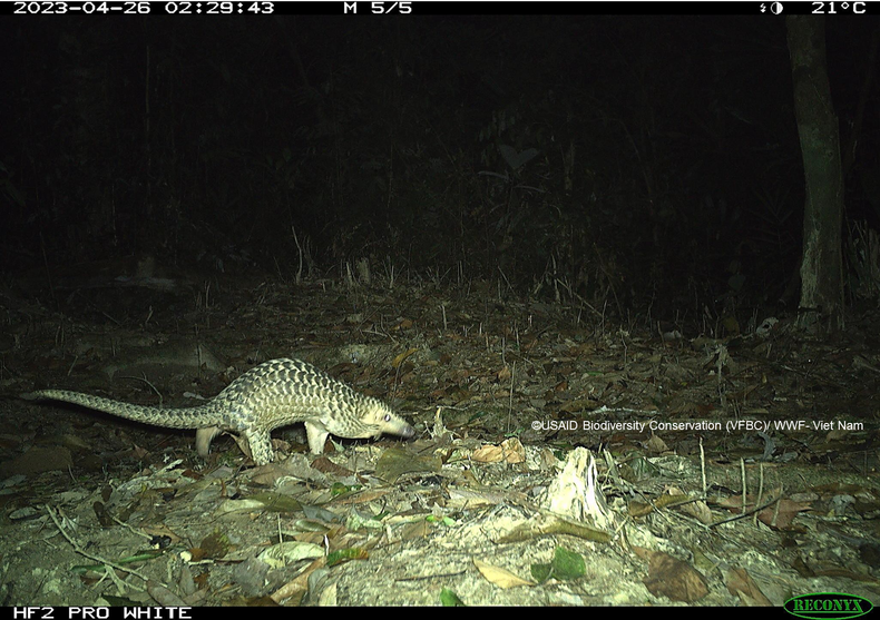 Панголин (Manis spp.), пойманный в фотоловушку в национальном парке Шонгтхань в 2023 году. Панголин (Manis spp.), пойманный в фотоловушку в национальном парке Шонгтхань в 2023 году.