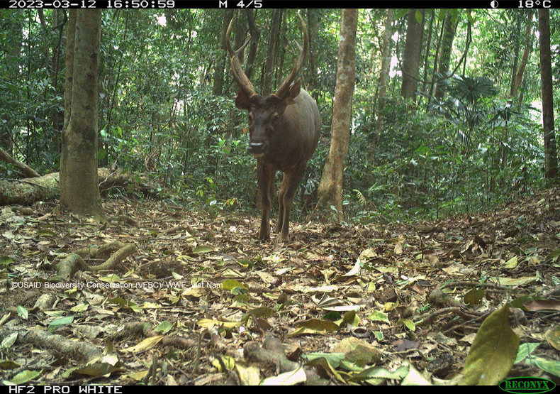 Индийский замбар (Rusa unicolor) был сфотографирован фотоловушкой в заповеднике Шаола в Тхыатхиен-Хюэ в 2023 году. Индийский замбар (Rusa unicolor) был сфотографирован фотоловушкой в заповеднике Шаола в Тхыатхиен-Хюэ в 2023 году.