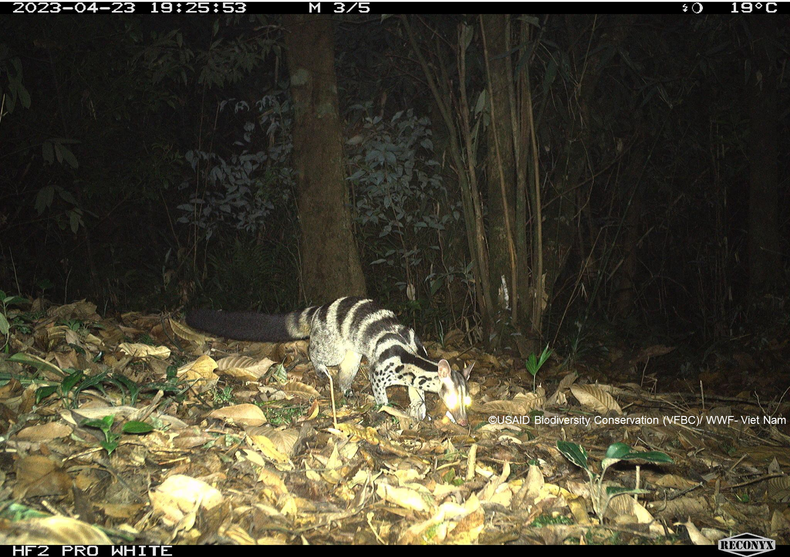 В 2023 году фотоловушки в национальном парке Вукуанг запечатлели цивету оустона (Chrotogale owstoni). В 2023 году фотоловушки в национальном парке Вукуанг запечатлели цивету оустона (Chrotogale owstoni).