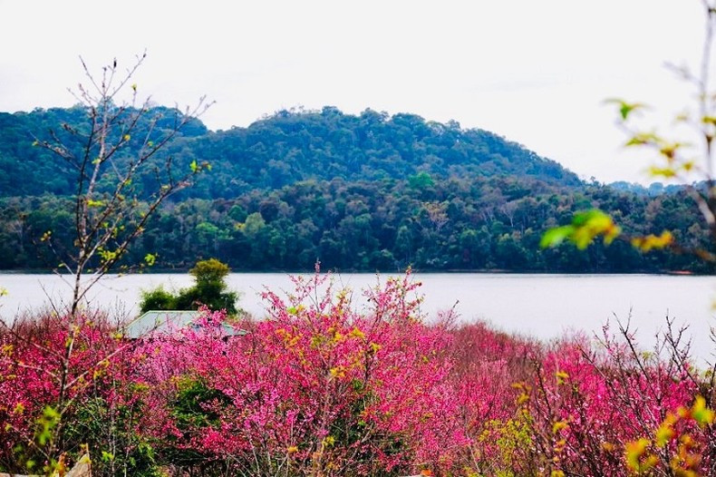 Сакура в провинции Дьенбьен. Сакура в провинции Дьенбьен.