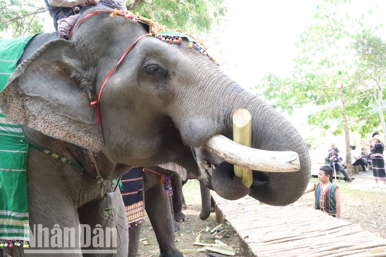 Слонов кормят больше, и они намного здоровее, чем раньше. Слонов кормят больше, и они намного здоровее, чем раньше.