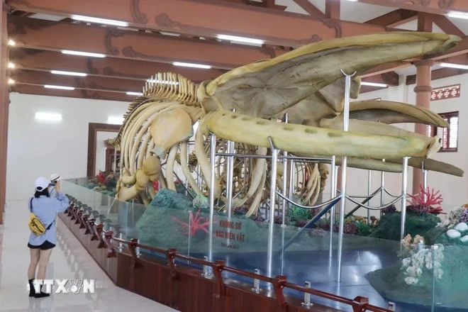 Скелеты являются интересной достопримечательностью для туристов, посещающих остров Лишон. (Фото: Вьетнам+) Скелеты являются интересной достопримечательностью для туристов, посещающих остров Лишон. (Фото: Вьетнам+)