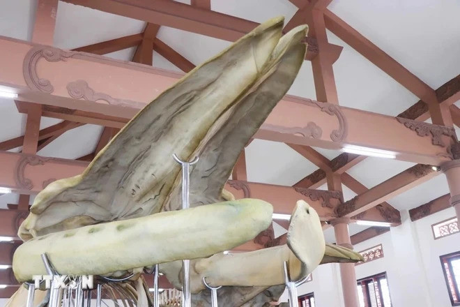 Большой череп кита. (Фото: Вьетнам+) Большой череп кита. (Фото: Вьетнам+)