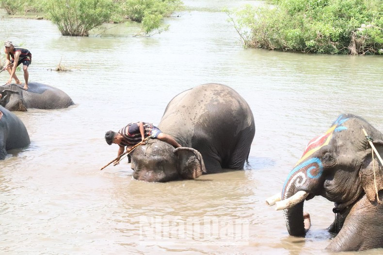 Купание со слонами. Купание со слонами.