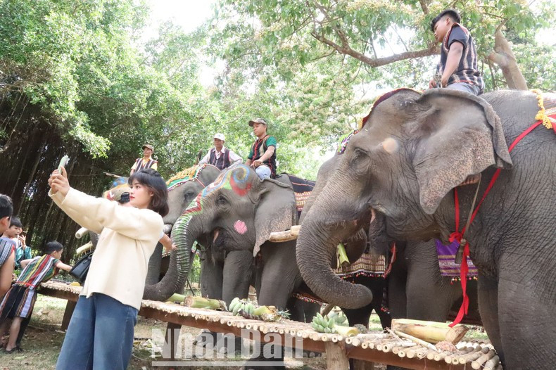 Молодые люди фотографируются со слонами. Молодые люди фотографируются со слонами.