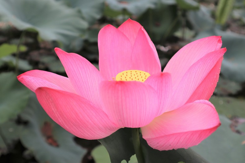 Цветок лотоса олицетворяет элегантность, чистоту и дух стойкости, преодоления трудностей вьетнамского народа, а также символизирует восточную культуру и буддизм.