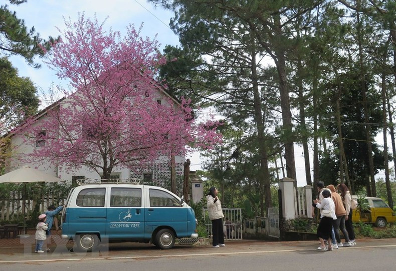 Туристы наслаждаются тайской сакурой.