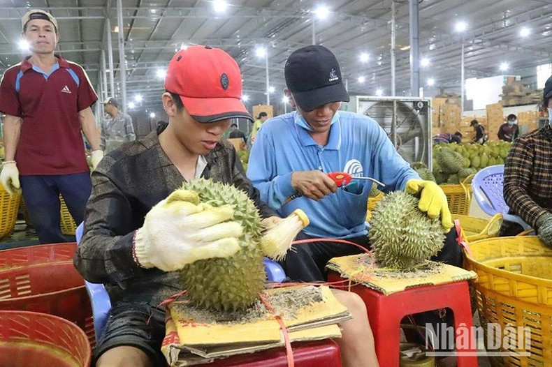 Очистка дуриана перед упаковкой на экспорт.
