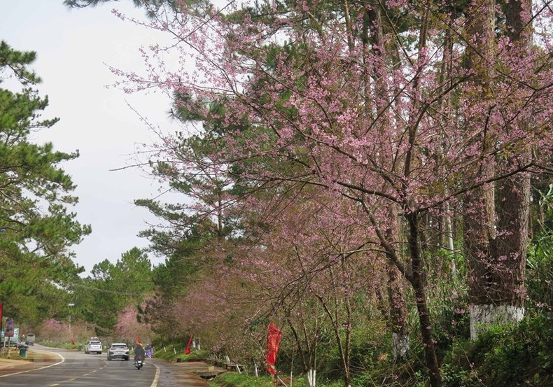 Дорога, ведущая в городок Мангден, заполнена тайской сакурой.