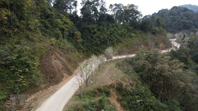 Вьетнамская организация рекордов вручила Народному комитету уезда Наханг сертификат об установлении рекорда за самую длинную дорогу грушевых цветов во Вьетнаме.