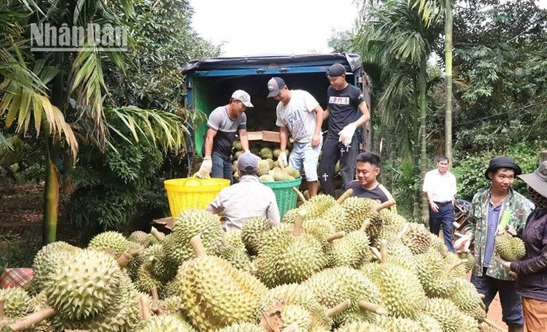Предприятия отправляют грузовики в сады, чтобы закупить дуриан у фермеров.