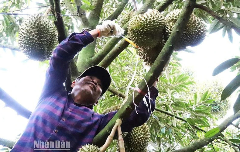 Фермеры в провинции Даклак вступают в сезон сбора дуриана 2023 года.