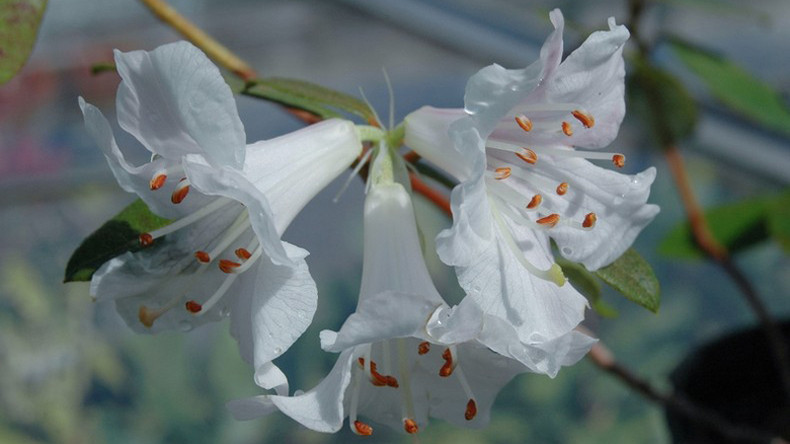 Вид цветов Rhododendron tephropeploides. Вид цветов Rhododendron tephropeploides.