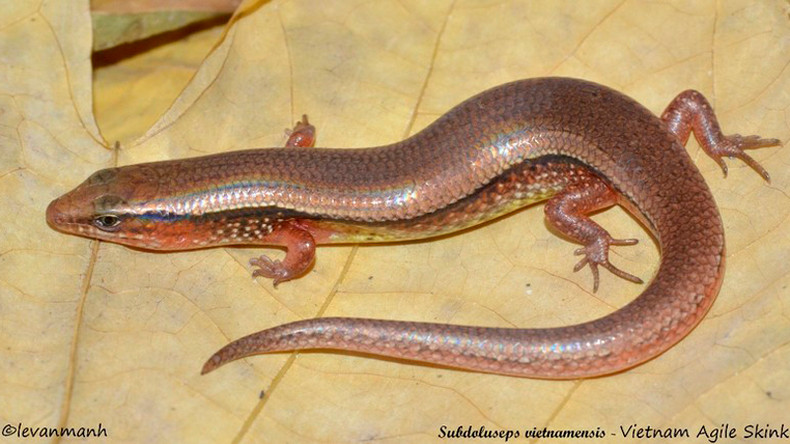 Вид ящерицы Subdoluseps vietnamensis. Вид ящерицы Subdoluseps vietnamensis.