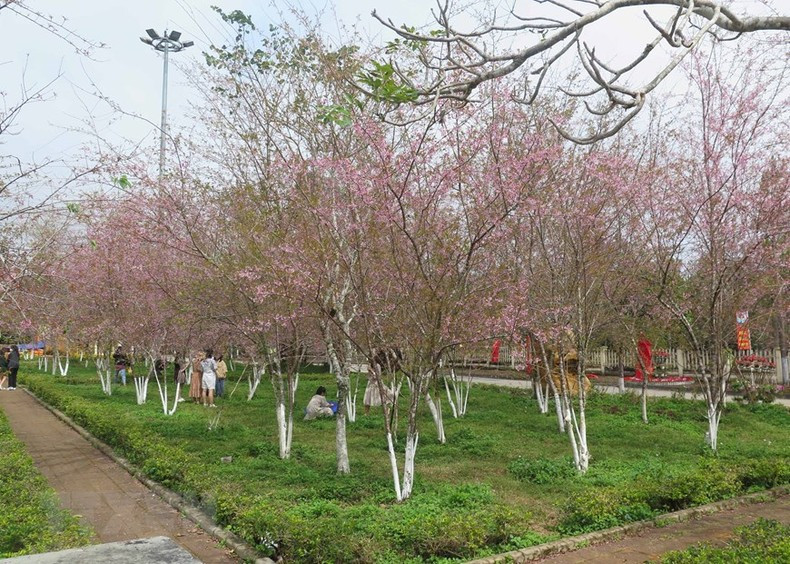 Сад тайской сакуры на площади городка Мангден.
