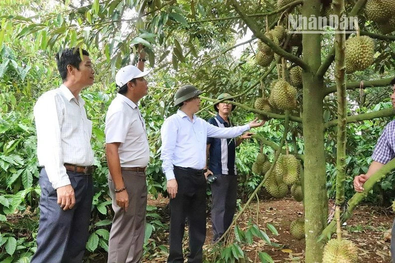 Секретарь Парткома уезда Кронгпак Чан Хонг Тиен (в центре) непосредственно осматривает процесс сбора дуриана.