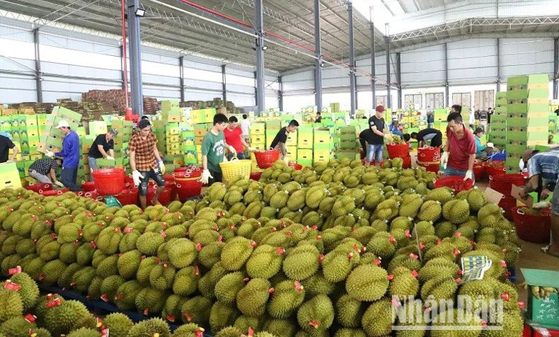 Предприятие по закупке и упаковке дуриана для экспорта в уезде Кронгпак.