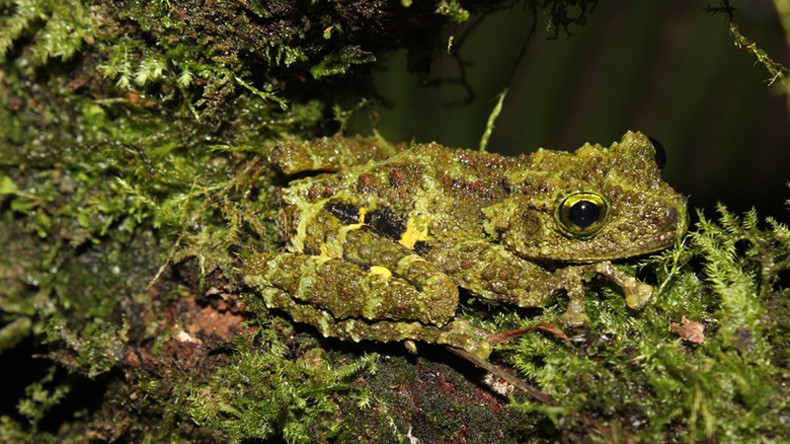 Вид лягушки Theloderma khoii. Вид лягушки Theloderma khoii.