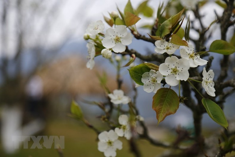 Цветы груши распускаются на холмах горной общины Хонгтхай.