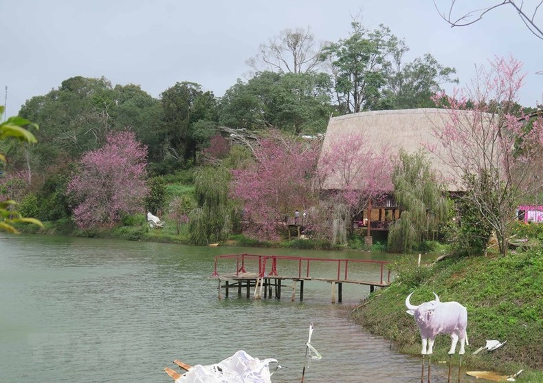 Берега озера Дакке, известного туристического направления в городке Мангден, также заполнены тайской сакурой.