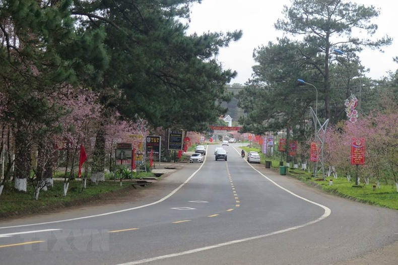 Тайская сакура превращает Мангден в городок, полный цветов во время традиционного новогоднего праздника, создавая идеальные условия для привлечения туристов.
