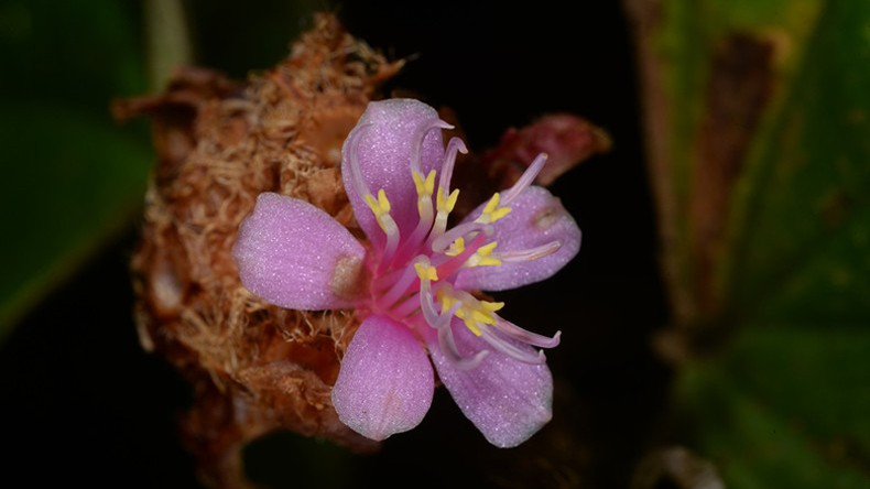 Вид цветов Xephoanthus nubigenus. Вид цветов Xephoanthus nubigenus.